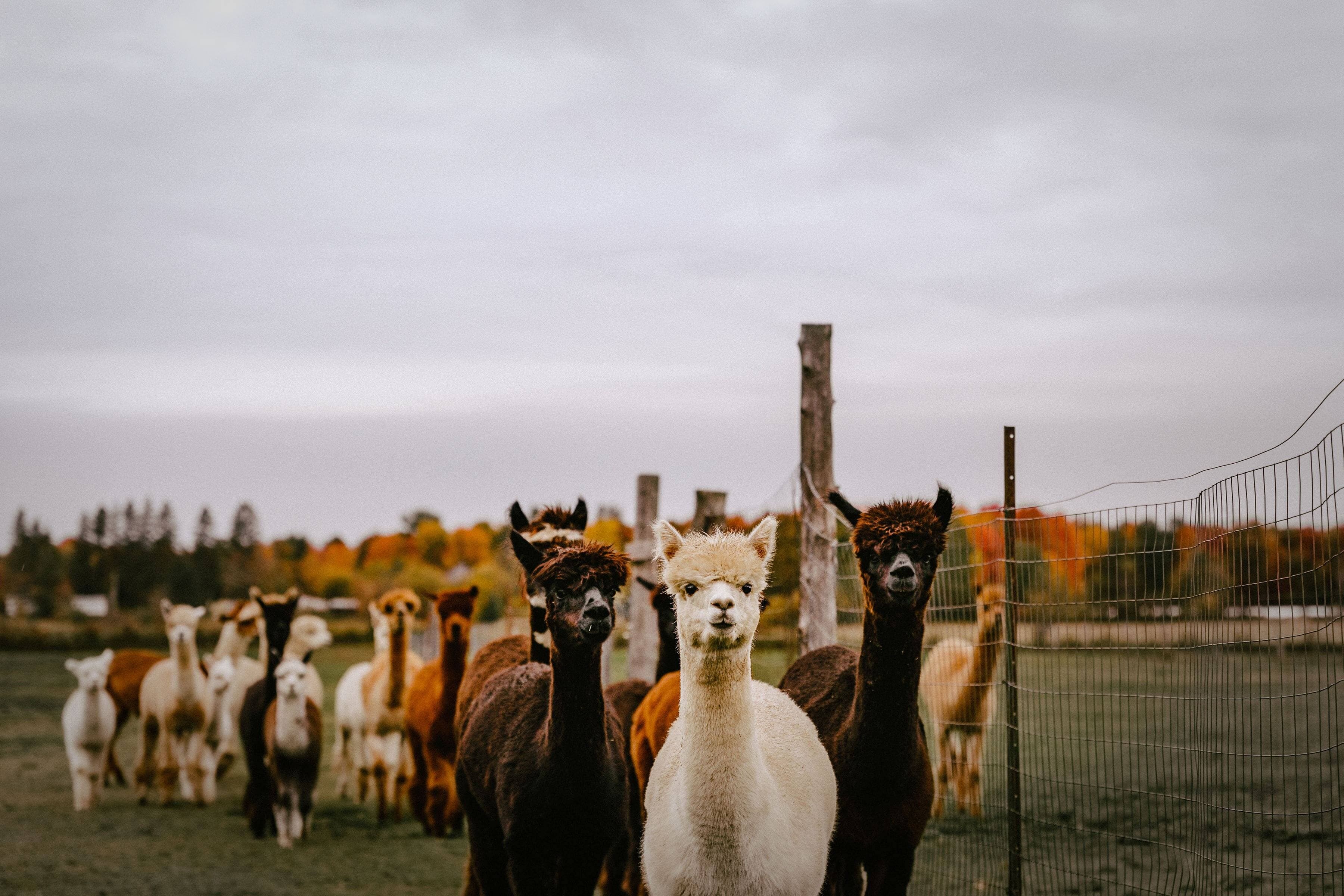 Myriam Baril-Tessier