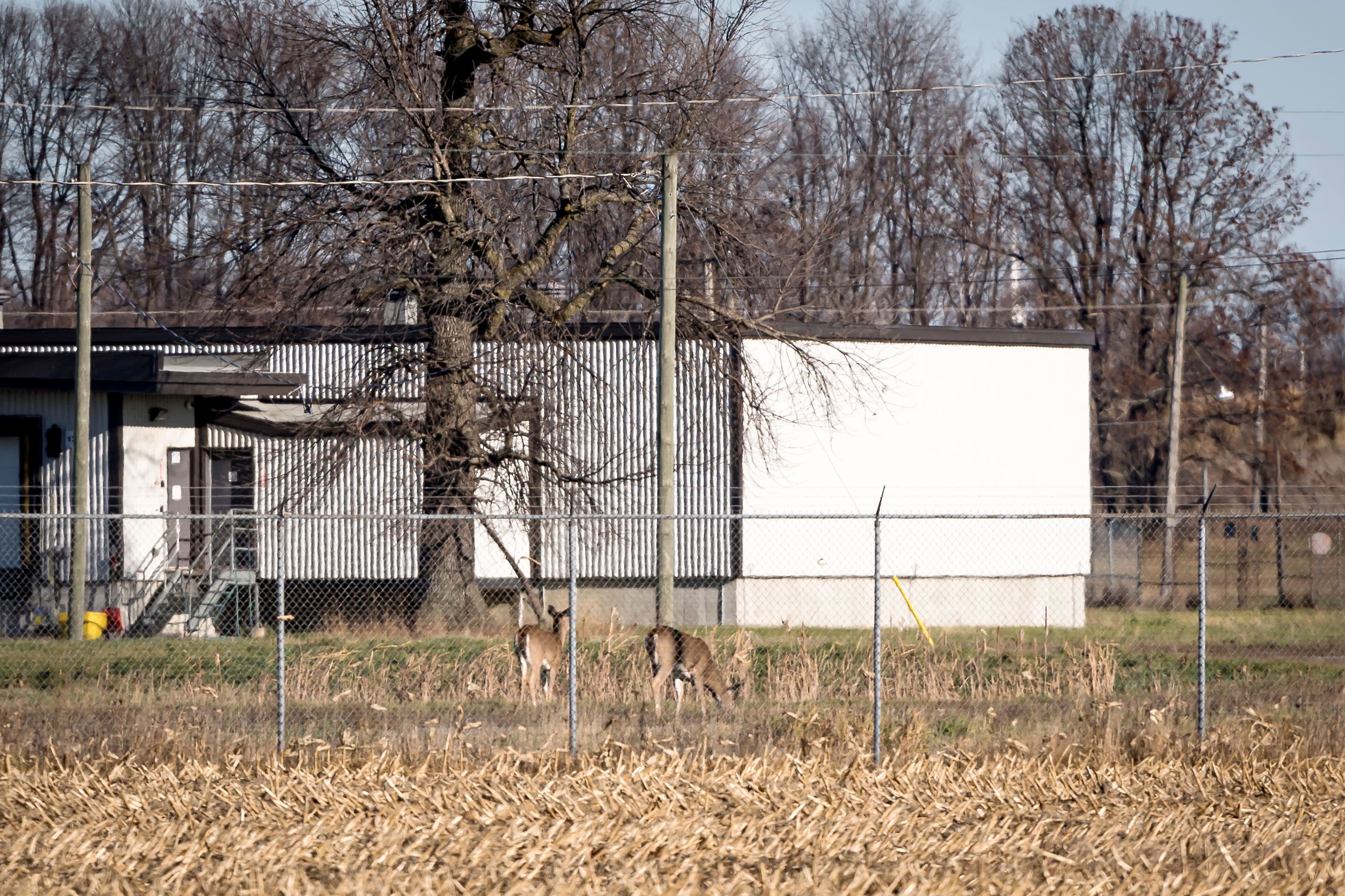 Il était très facile d’apercevoir des cerfs aux abords de l’usine General Dynamics, mardi, à Salaberry-de-Valleyfield.