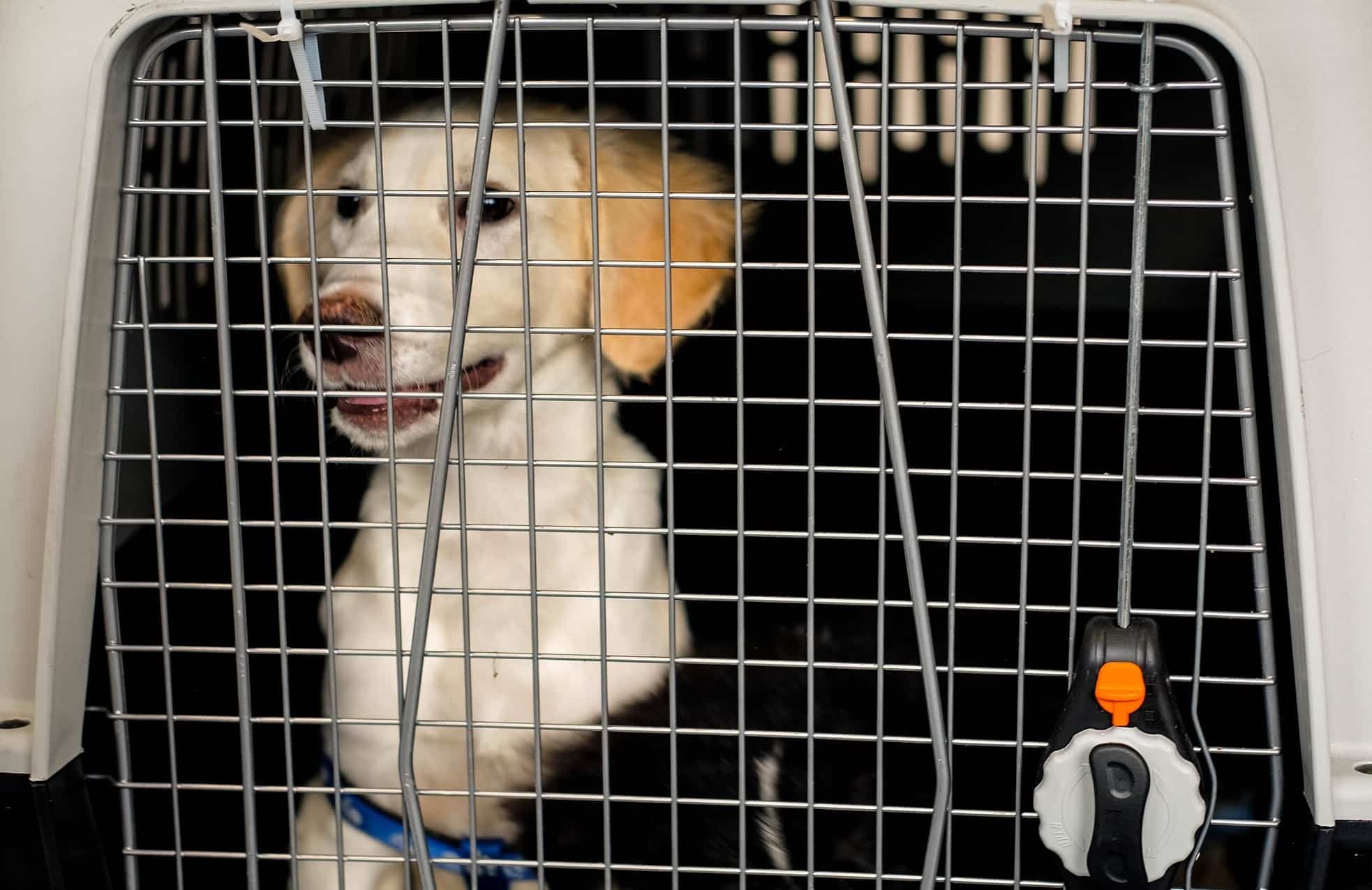 Rescue DOGS from Lebanon-CANADA