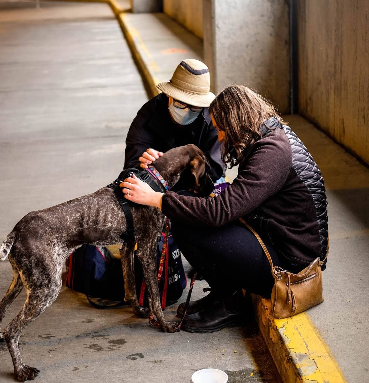 Rescue DOGS from Lebanon-CANADA