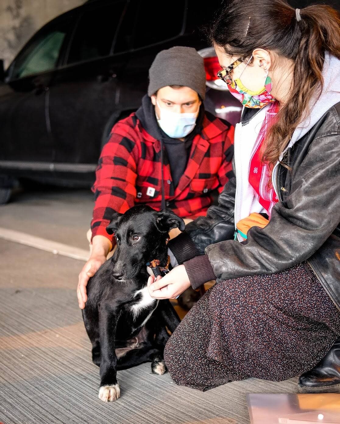 Rescue DOGS from Lebanon-CANADA