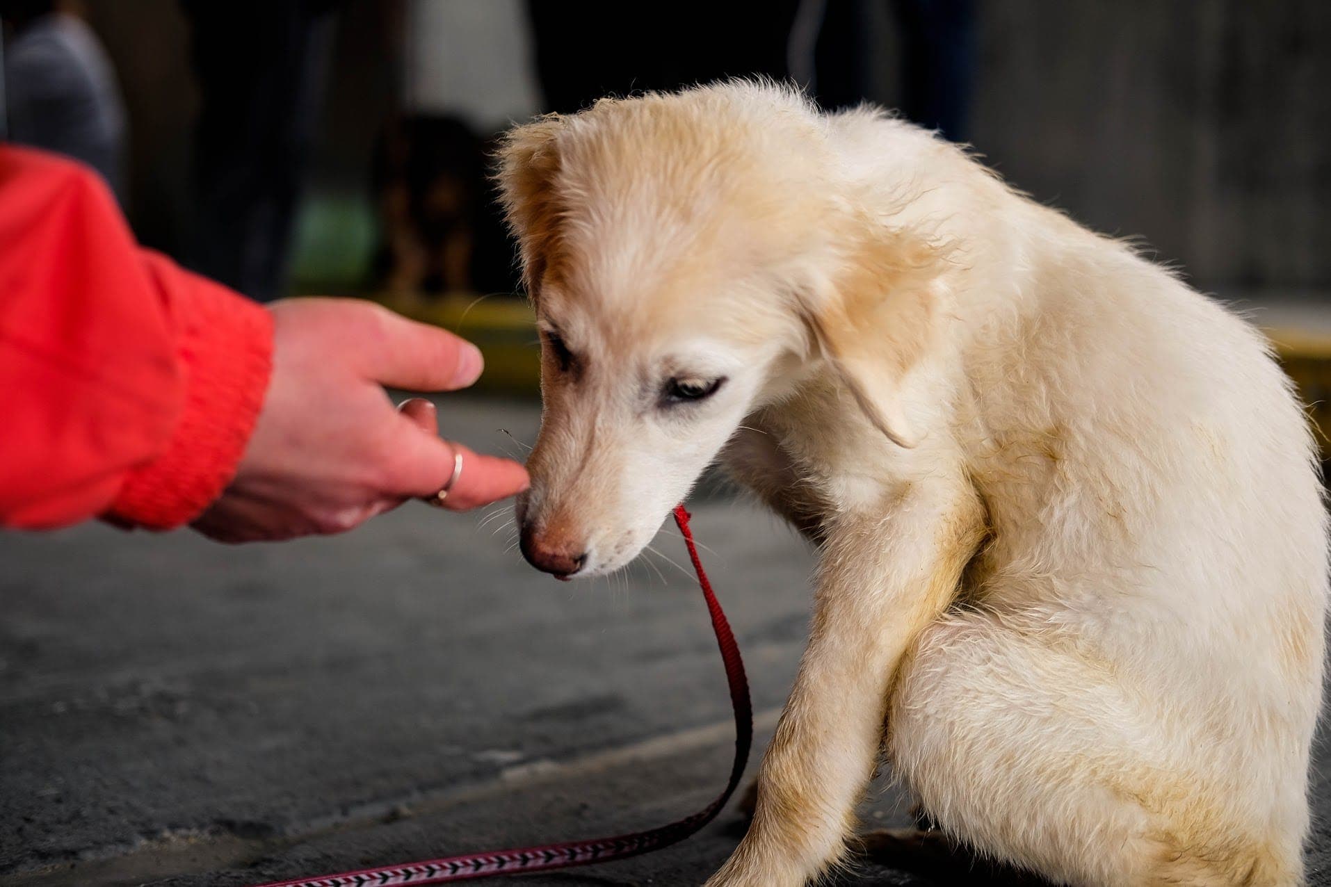 Rescue DOGS from Lebanon-CANADA