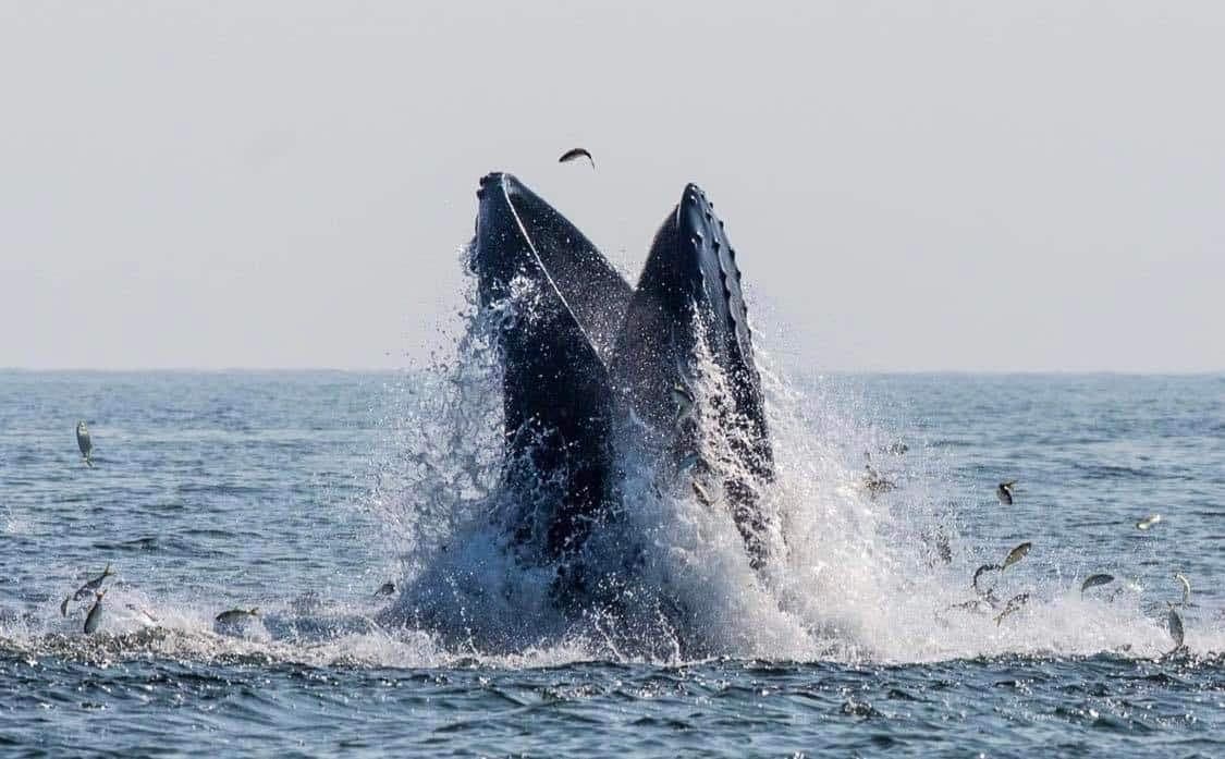 Photo Facebook / Gotham Whales