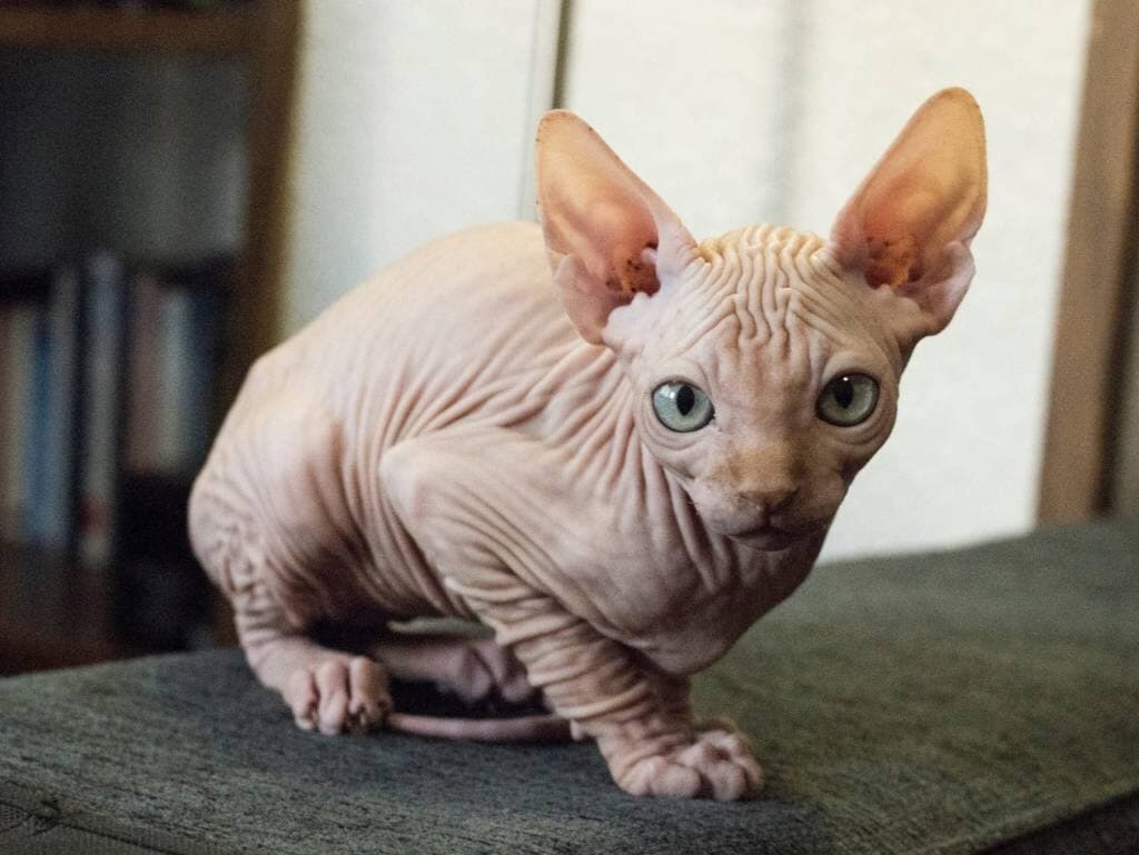 Courtoisie chats du monde