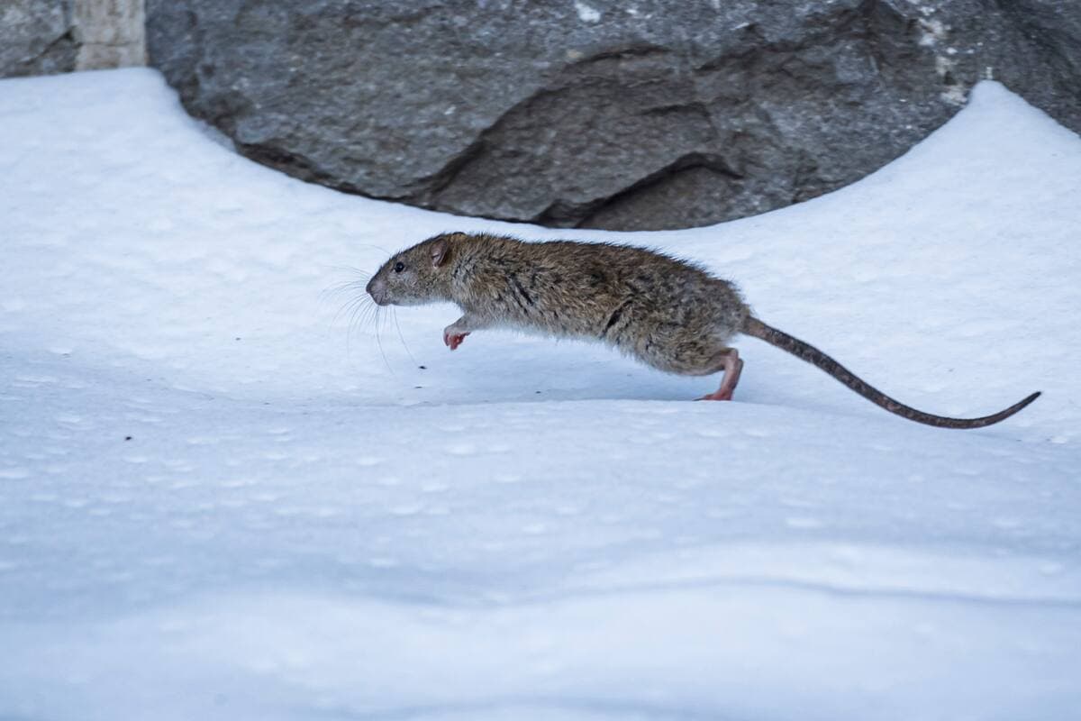 Joël Lemay / Agence QMI