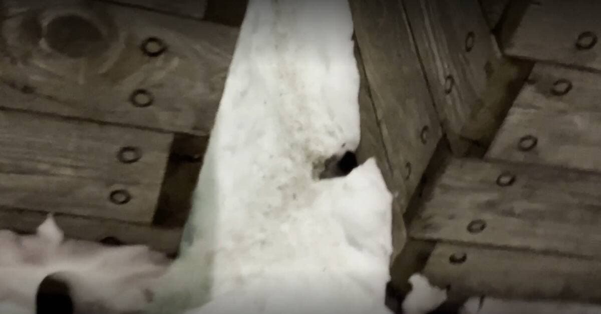 Photo Journal de Montréal