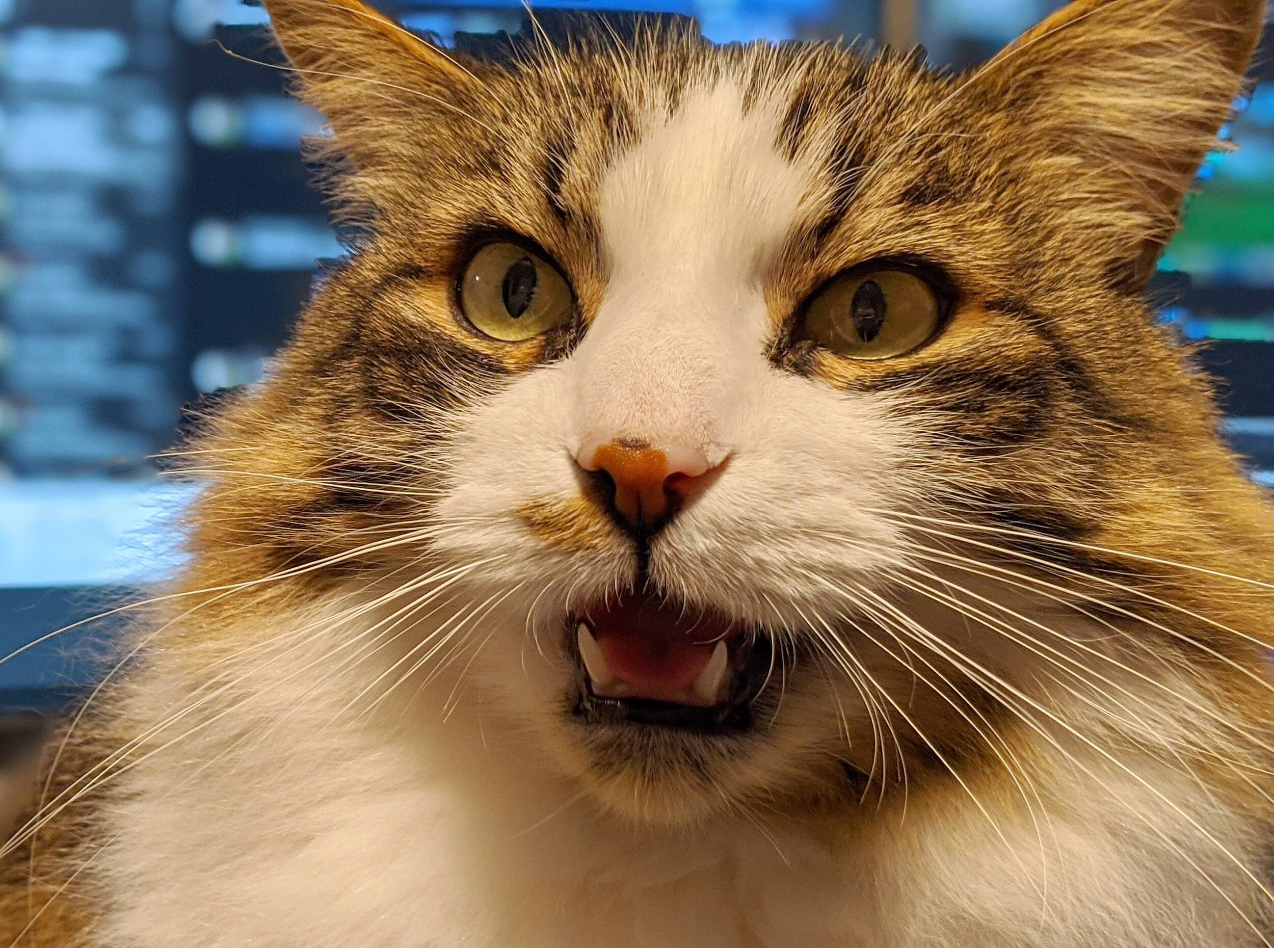 Le chat Charlie est disparu il y a deux semaines.