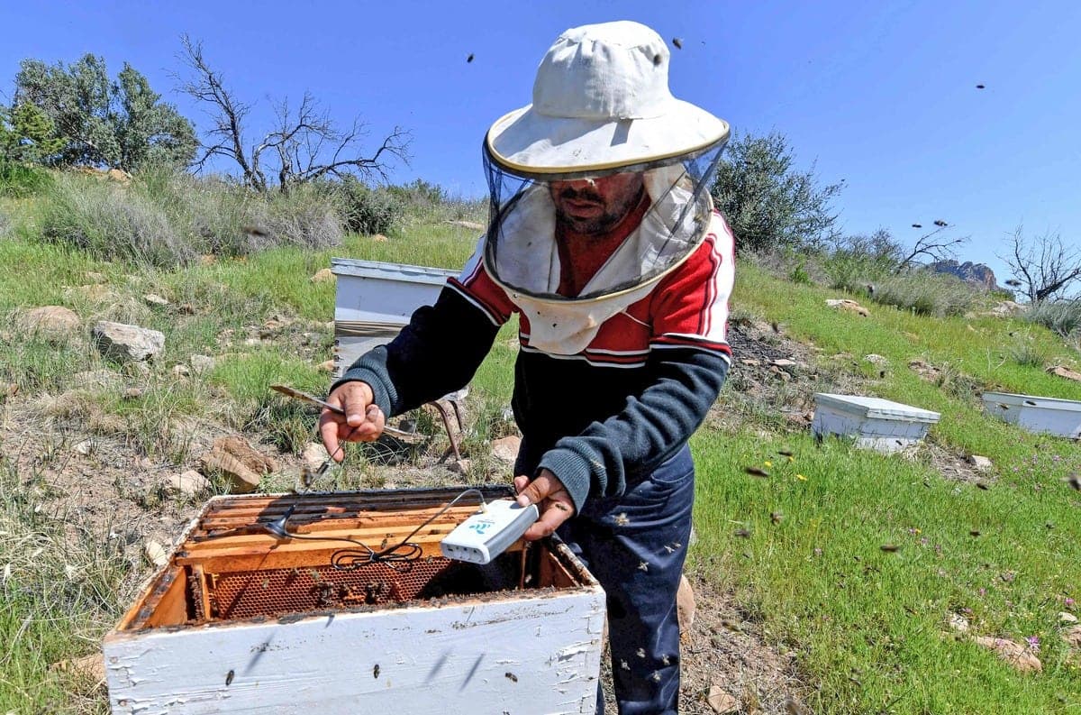 Elias, un apiculteur tunisien, installe un dispositif SmartBee dans l'une de ses ruches.