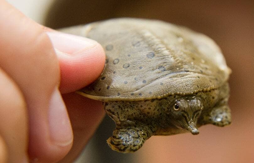 Photo Mike Hensen / Agence QMI