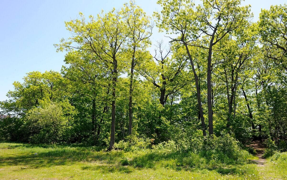 Boisé de Rochebelle