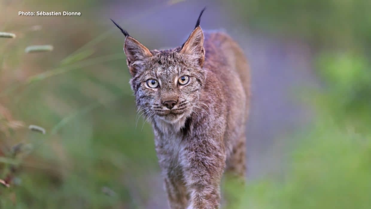 Courtoisie Sébastien Dionne