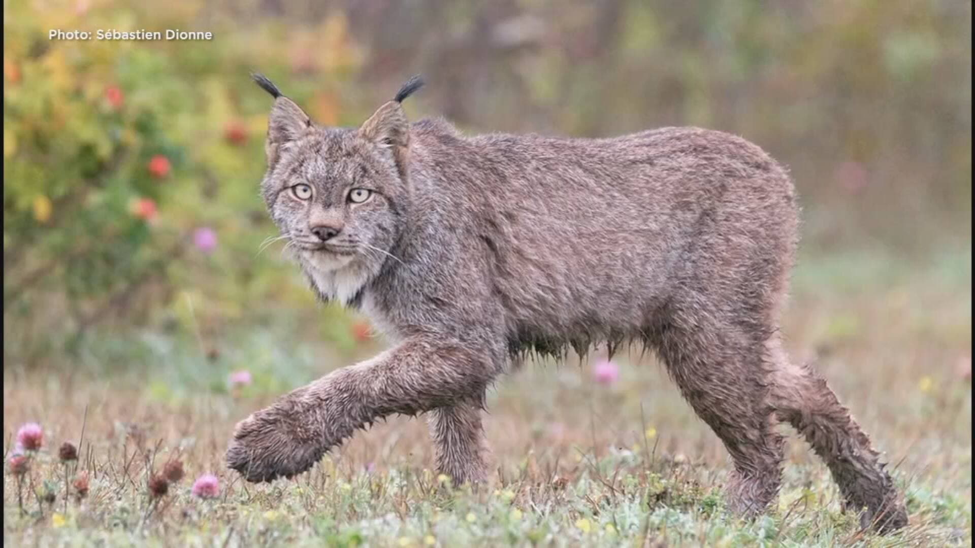 Capture d'écran/Sébastien Dionne