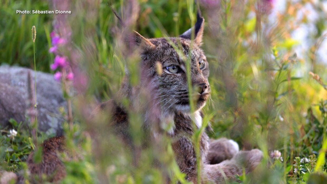 Courtoisie Sébastien Dionne