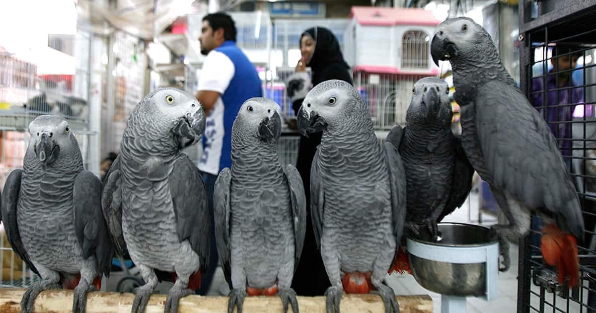 Des perroquets gris d'Afrique, en vente dans un marché de Kuwait City, en 2012. (Archives)