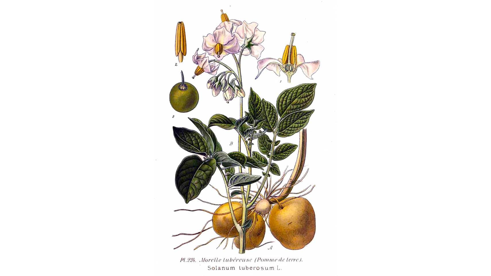 Illustration de pomme de terre provenant de l’Atlas des plantes de France, 1891.