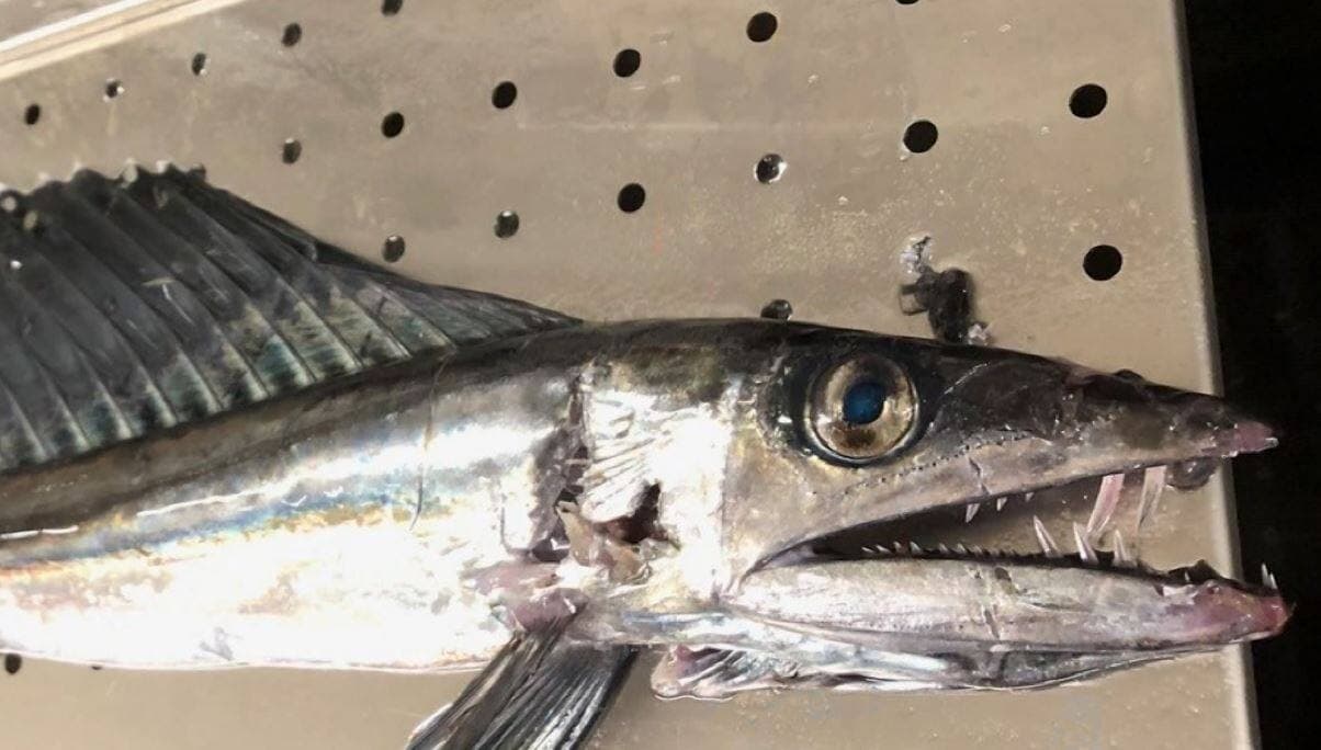 CAPTURE D'ÉCRAN/CNN