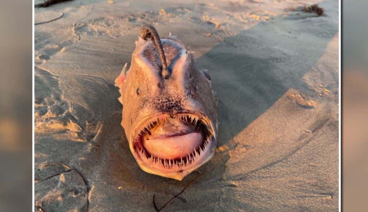 CAPTURE D'ÉCRAN/CNN