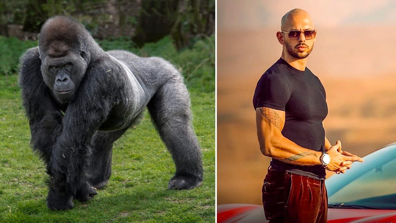 L’influenceur masculiniste américain Andrew Tate et un gorille.