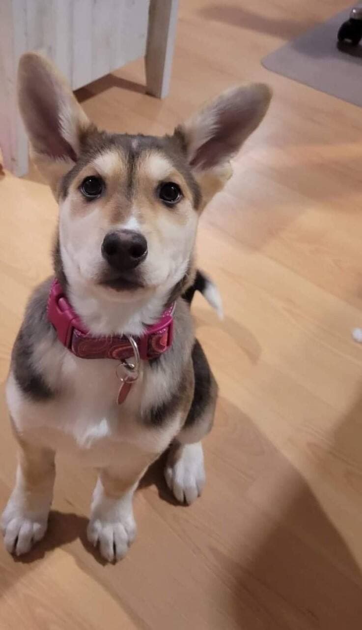 La chienne de laquelle Karine a dû se départir.