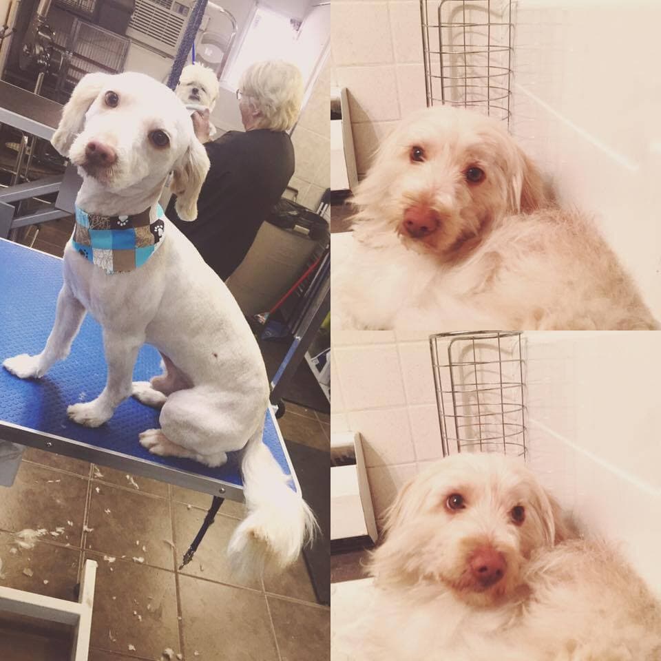 Léo, le chien de Sabrina Audet